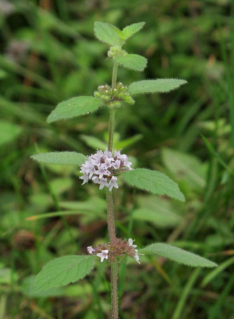 Mentha arvensis
